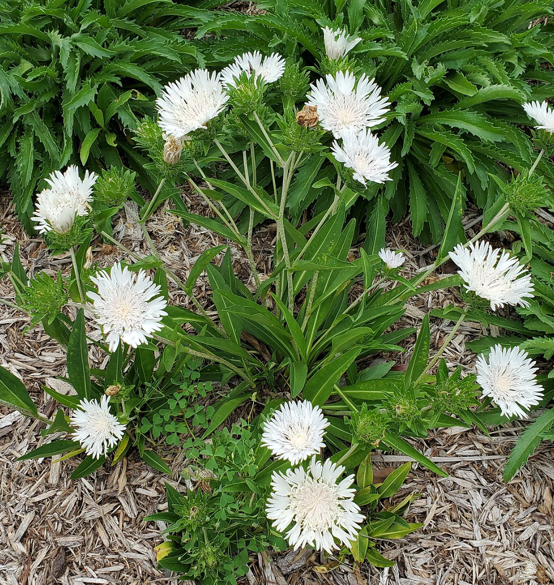 Stokesia laevis 'White Star' / Olajbóbita