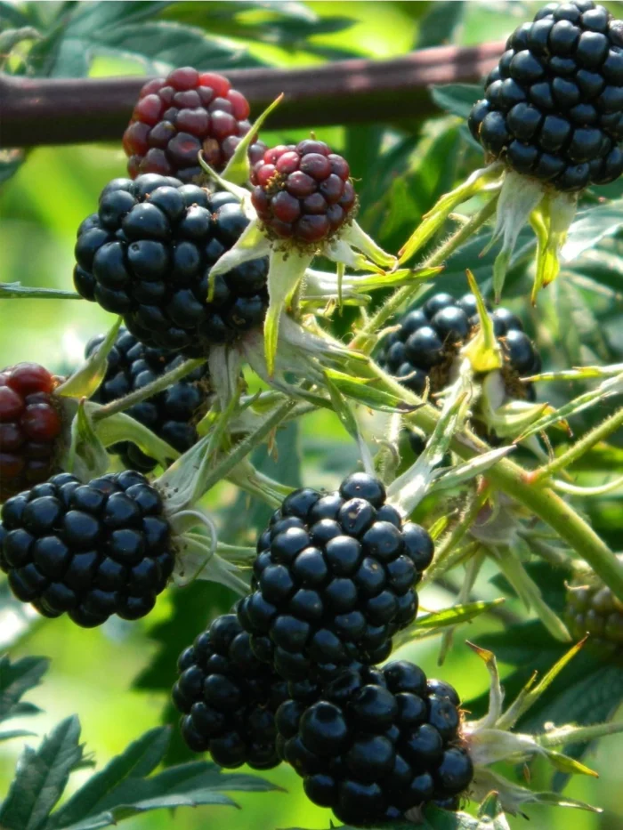 Rubus fruticosus 'Relevant®' / Fekete szeder (tüskétlen)