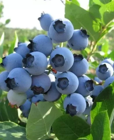 Vaccinium corymbosum 'Northland' / Nagytermésű kék áfonya