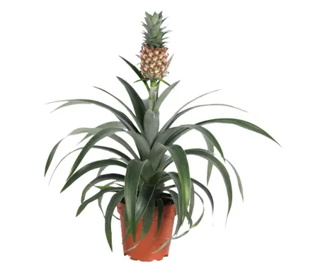 Ananas comosus 'Mi Amigo' / Ananász