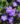 aubrieta_florado_blue_eye-pázsitviola