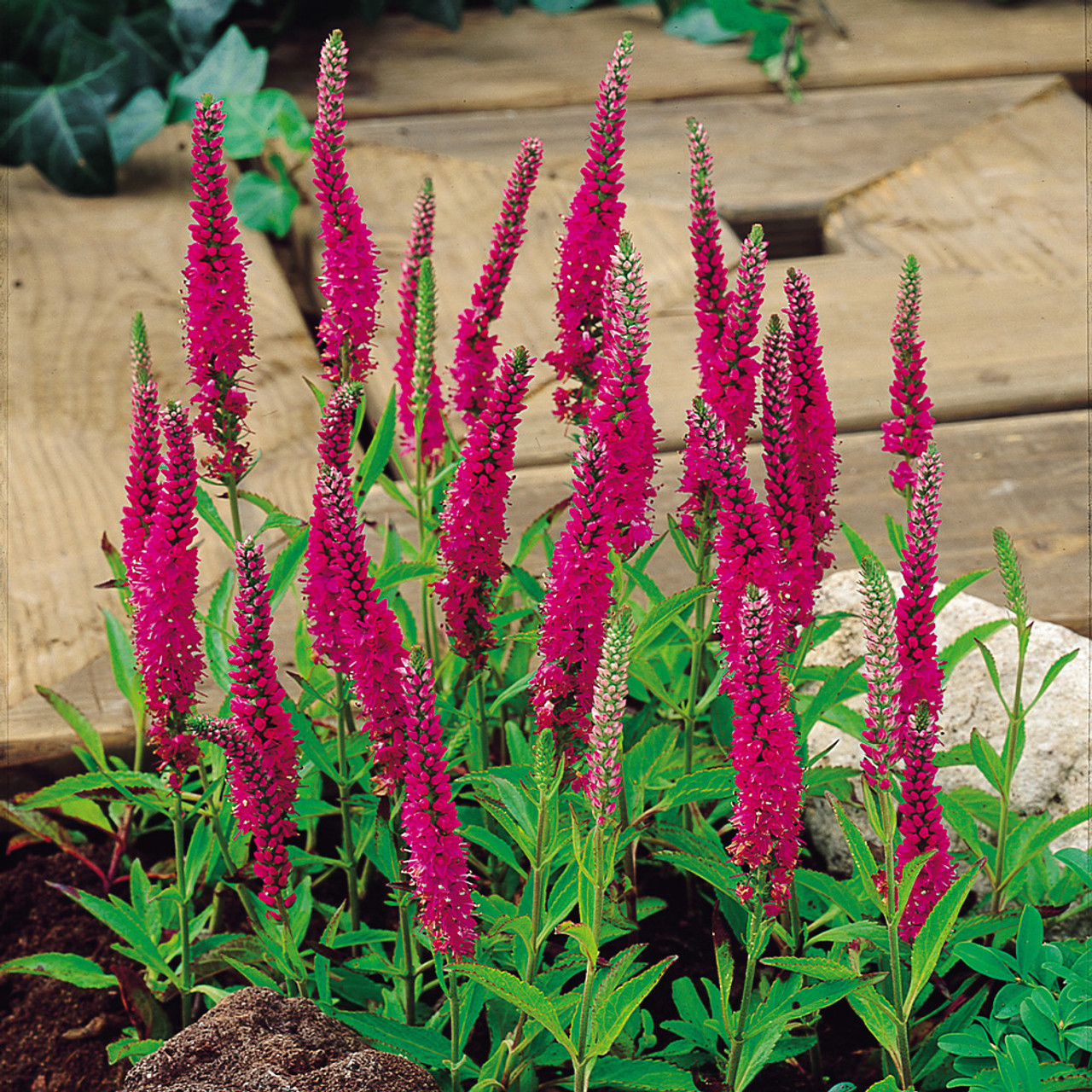 Veronica spicata 'Red Fox' ('Rotfuchs') / Ezüst Veronika
