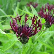 Centaurea montana 'Jordy' / Hegyi imola