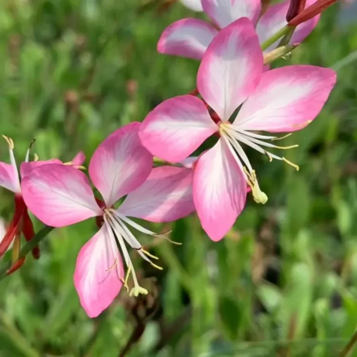 Gaura lindheimeri ’Gambit Rose Bicolor’ / Díszgyertya