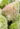 Hydrangea-Paniculata-Little-Fresco-Bugas-hortenzia