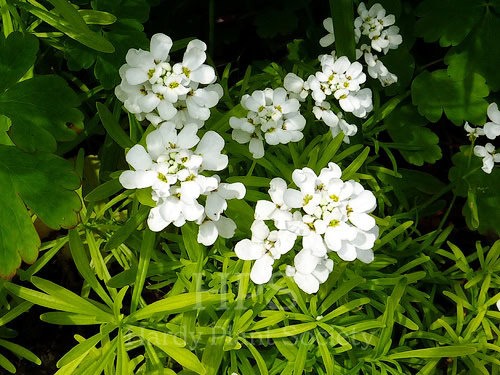 Iberis sempervirens 'Golden Candy / Örökzöld tatárvirág