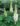 lupinus-lupini-white