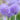 primula-denticulata-prom-lilac