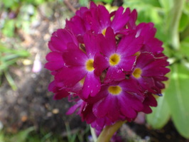 Primula denticulata 'Rubin' / Gömbös kankalin