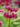 primula_japonica_millers_crimson_japan_kankalin
