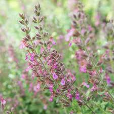 Teucrium x lucidrys / Gamandor