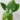 Alocasia_Macrorrhiza_Variegata_tarka_elefantful