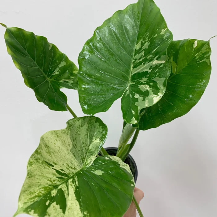 Alocasia ’Macrorrhiza Variegata’ / Tarka elefántfül