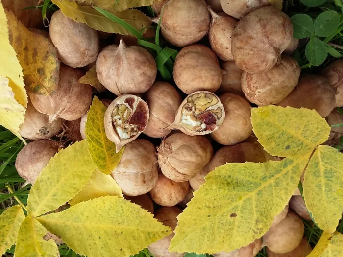 Carya cordiformis / Keserű hikoridió - Image 2