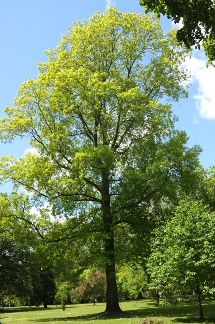 Carya cordiformis / Keserű hikoridió