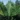 alocasia_portodora_orias_elefantful