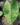 colocasia_pink_andaman_elefantful