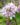 deutzia_hybrida_mont_rose_erdeslevelu_gyongyviragcserje