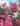 lagerstroemia-indica-black-diamond-shell-pink-bordólevelű-selyemmirtusz2