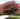 lagerstroemia-pink-velour