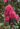 lagerstroemia-pink-velour2