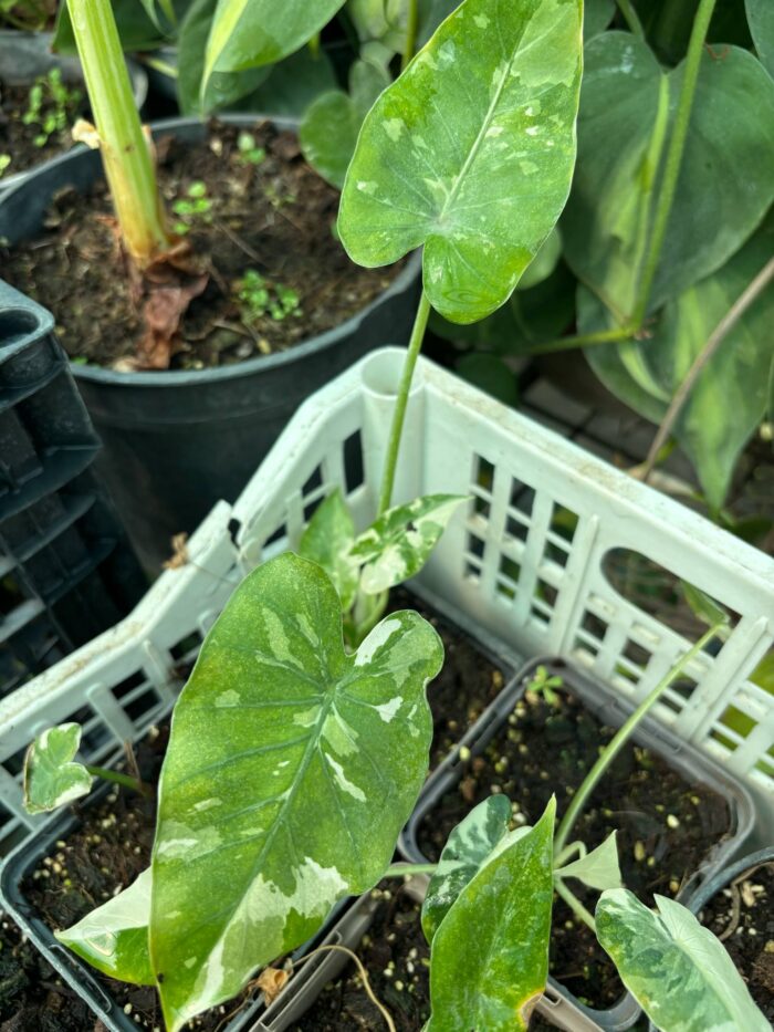 Alocasia ’Macrorrhiza Variegata’ / Tarka elefántfül - Image 2