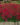 Dianthus_confetti-cherry-red-szegfű