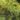 Salix-erythroflexuosa-csavart-fuz