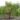Salix-erythroflexuosa-csavart-fuz-fa