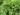 hosta_minima-árnyékliliom