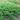 juniperus_leningrad_kinai_kuszoboroka