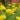 achillea_parkers_variety_cickafark