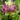 akebia_quinata_variegata_otlevelu_akebia2