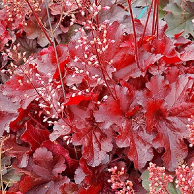 Heuchera ’Forever Red’ / Tűzeső