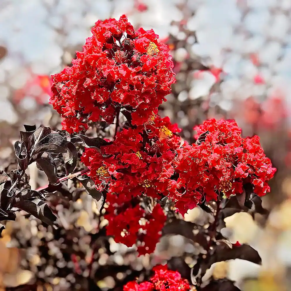 Lagerstroemia indica ’Black Diamond Crimson Red®’ / Kínai selyemmirtusz (cseresznyepiros virágú)