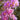 lagerstroemia-indica-black-diamond-lavender-lace-bordólevelű-kínai-selyemmirtusz