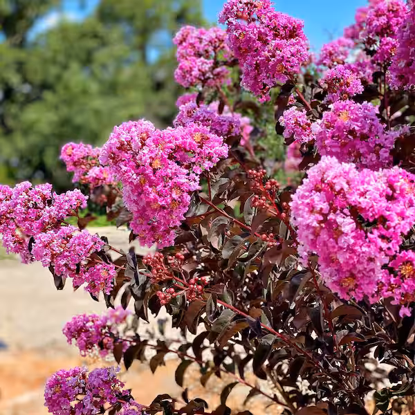 lagerstroemia-indica-black-diamond-lavender-lace-bordólevelű-kínai-selyemmirtusz2