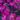 lagerstroemia-indica-black-diamond-mystic-magenta