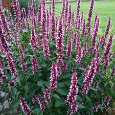 Agastache 'Beelicious Pink' / Izsópfű