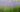 Agastache_Blue-Fortune-Ánizsmenta-Izsópfű