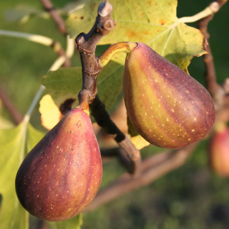 Ficus carica 'Gustissimo® Twotimer®' / Füge