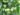 Green-sun-szilva