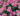 Lagerstroemia-indica-Coral-Filli-kinai-selyemmirtusz