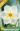 Nárcisz-Lemon_Beauty