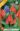 Toronto_Tulipa