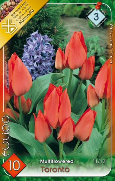 Toronto / Tulipán virághagyma