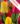 Tulipa_Duo_piros_sárga