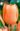 Tulipán-Apricot-Beauty