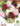 Tulipan-Trio-Deep-Velvet