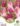 Tulipan-Trio-Purple-Dreams